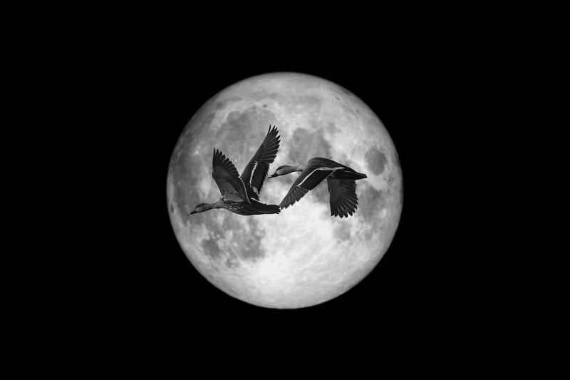 Moonlit Vows Exchange